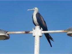 Magnificent Frigatebird